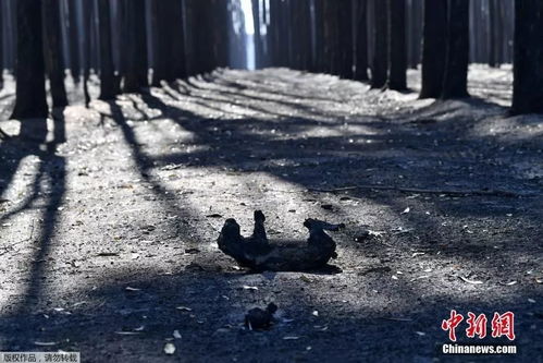 原始部落领地之争，秘鲁伐木工遭射杀的悲剧