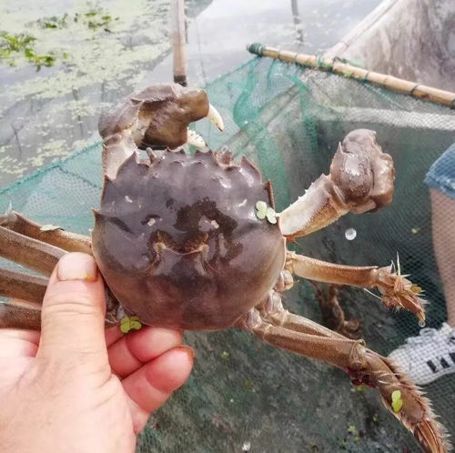 台风过境阳澄湖，大闸蟹的生死存亡