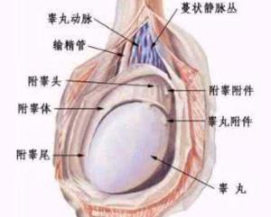 关于一位76岁老人接受疝气手术后意外失去睾丸的探讨