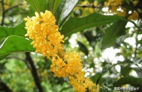 甜蜜的秋天—如何在家轻松制作桂花蜜